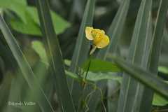 Vigna radiata var. sublobata